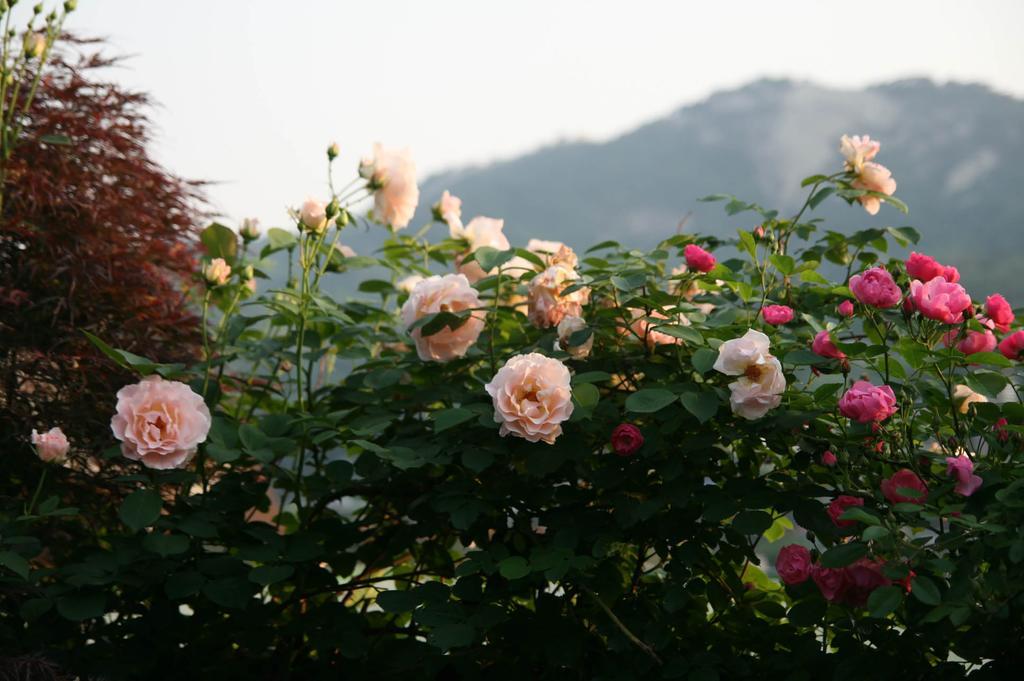 Cindy'S B&B Seoul Ngoại thất bức ảnh
