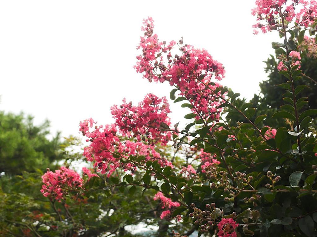 Cindy'S B&B Seoul Ngoại thất bức ảnh
